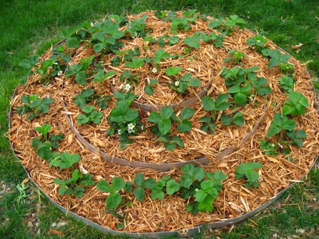  Strawberry mulching