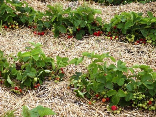  Straw mulching