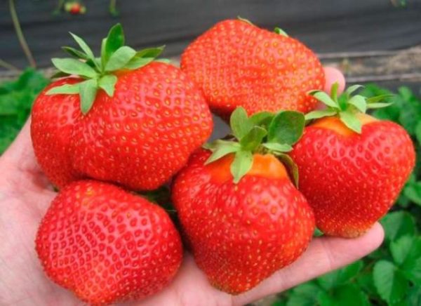  Eliana alla fragola