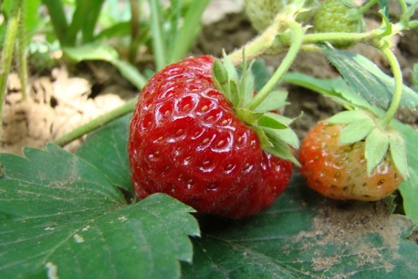  Fruiting comes late, lasts until October-November, the yield is good