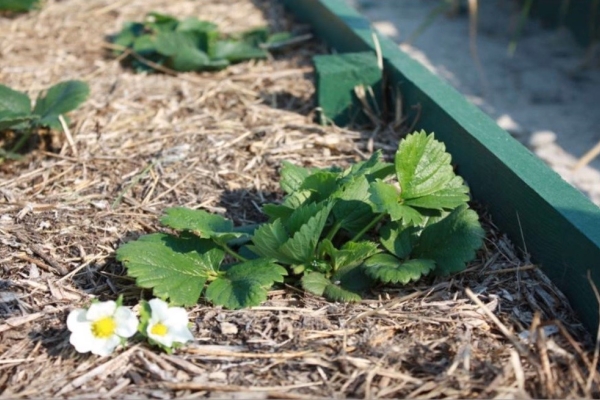  The soil is mulched to improve its properties and protect the plant from weeds.