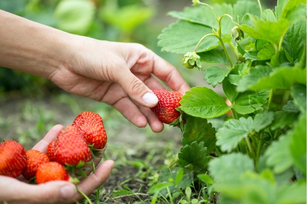  Berry contains folic acid, improves metabolism