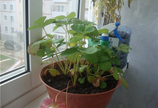  In winter, the berry practically does not water, the containers can be insulated with sawdust or pine needles