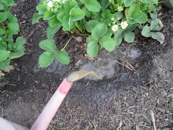  Experts recommend Malvina fertilizing in three stages.