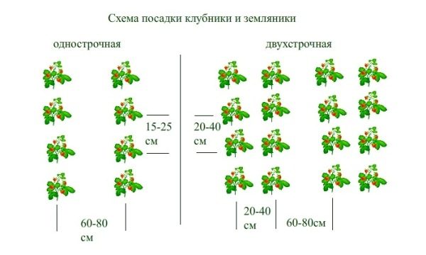  Strawberry planting scheme