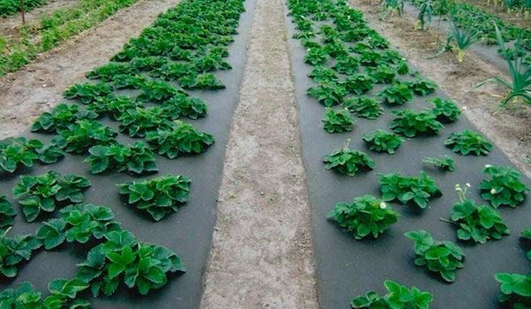  Planting strawberries on agrofibre