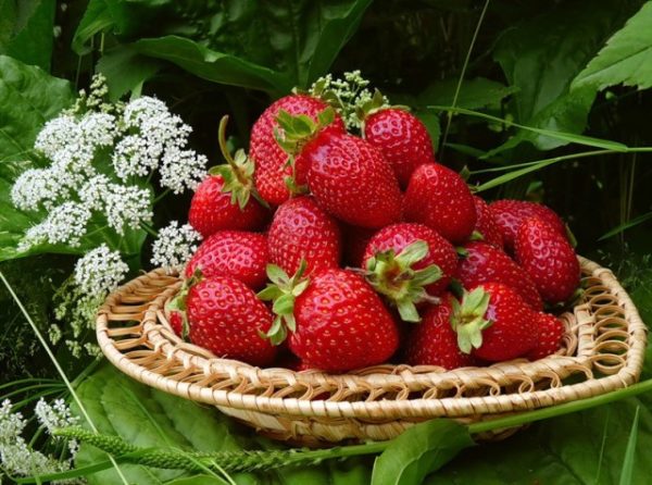  Fragole nel cesto di vimini