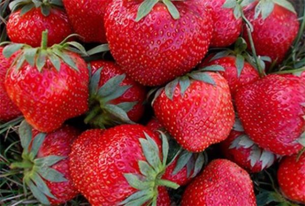  Elvira alla fragola