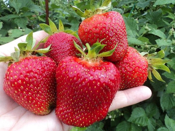  Jolie is able to bear fruit and develop in any soil, like any other variety.