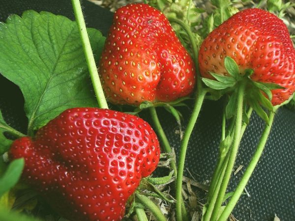  Strawberries close up