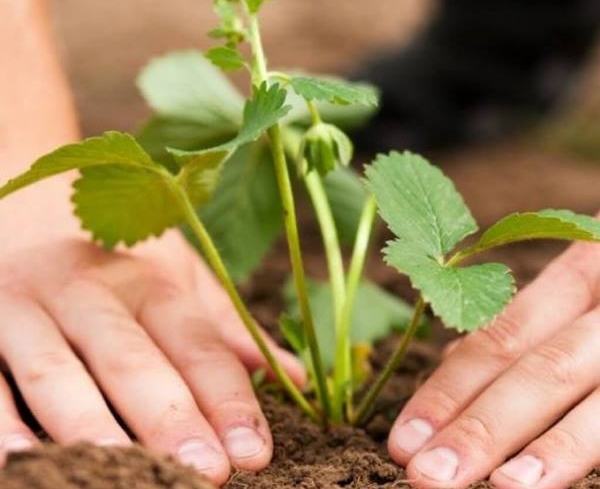  Seedlings for planting should have 6 formed leaves