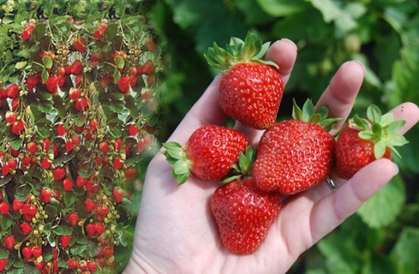  Curly Strawberry