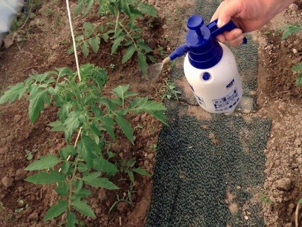  Fertilizarea tufelor de tomate atunci când sunt cultivate în sere este efectuată în două etape