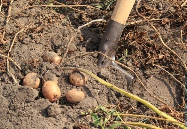  Come scavare le patate