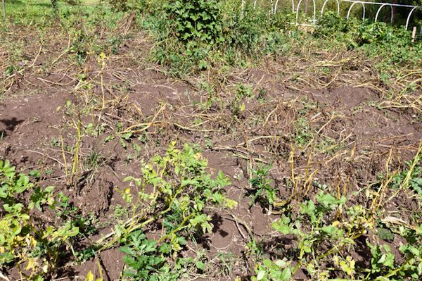  Cime secche e ingiallite - un segno di tuberi di patata maturi