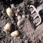  Lo scavo manuale delle patate viene effettuato con una pala o un forcone