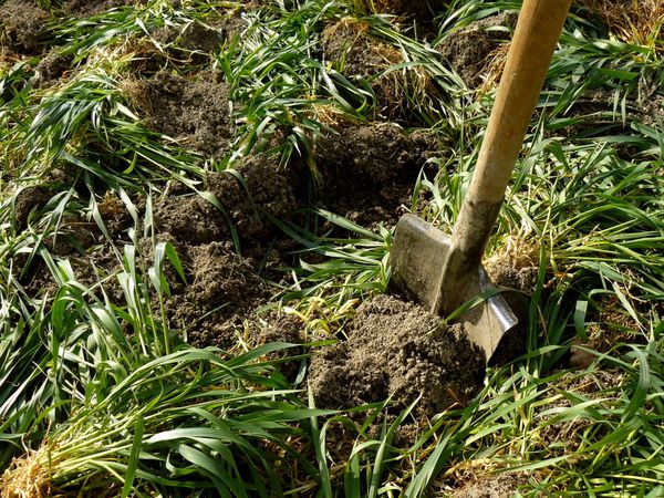  Piantare sideratov sulle patate aiuta ad arricchire il terreno con elementi utili