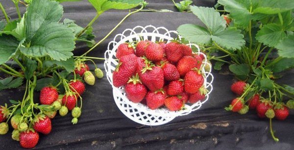  In the south of the country, strawberries Crown can be grown outdoors, and in more northern regions, the variety is recommended for greenhouse cultivation.