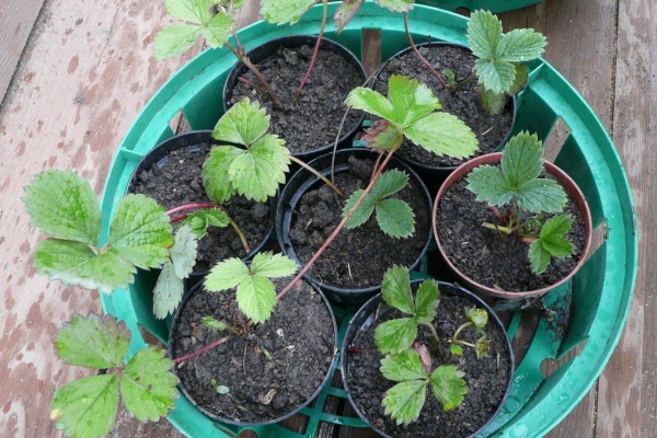  Strawberries are planted in a staggered manner, at a slight angle.