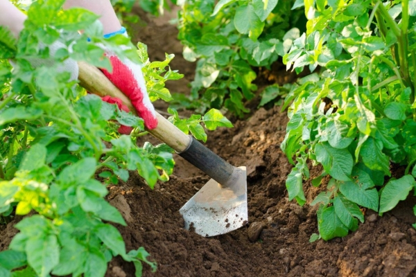  Potatoes Santa needs loosening of the soil, watering 3 times per season, dressing