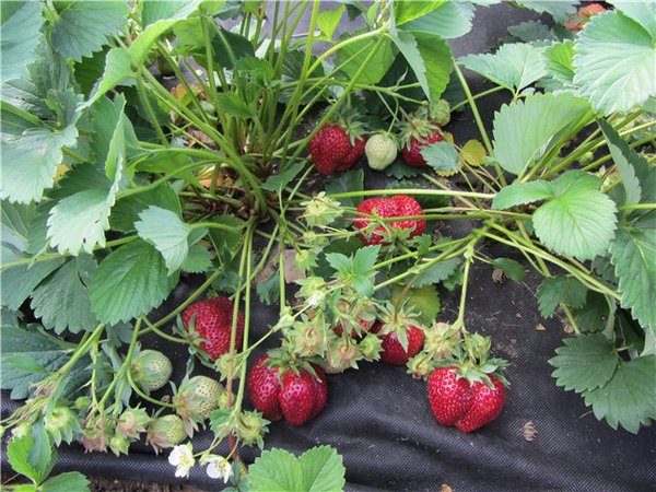  Strawberry first grader on the garden