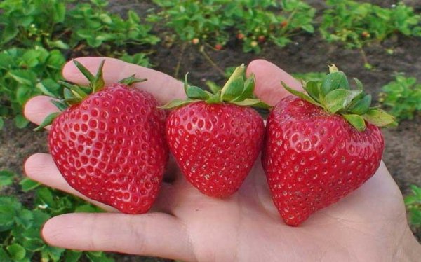  Strawberry Lambada