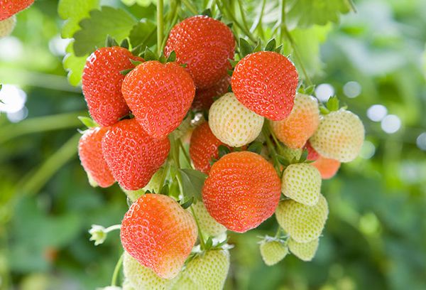  The best strawberry varieties