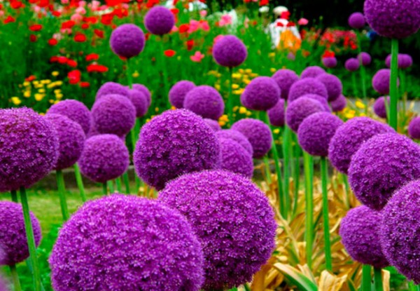 Aflatunsky onions