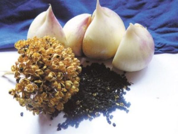  Suvorov's onion and seeds propagate