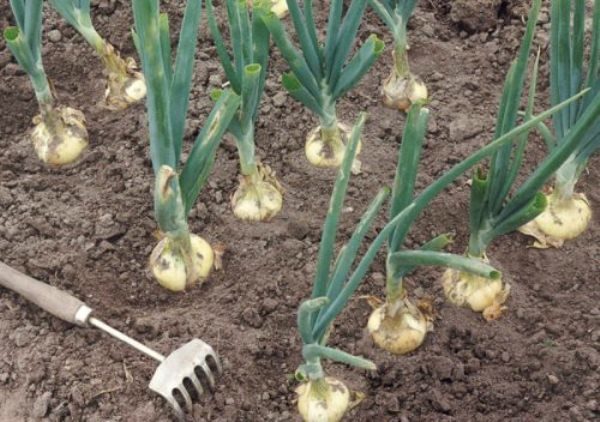  The need for weeding and loosening the soil is that in the process, more oxygen is supplied to the roots.