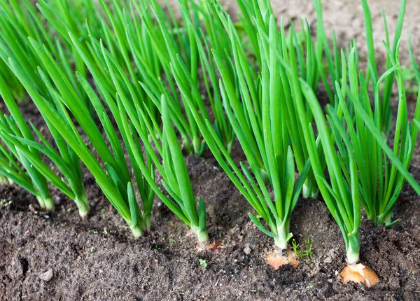  Come nutrire le cipolle