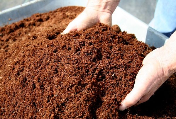  In autunno, i letti sono concimati con compost o humus