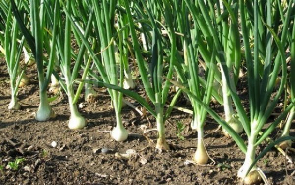  Onions in the garden plot