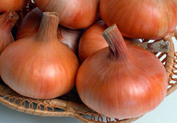  The bulb of a grade Stutgarer has the flat form