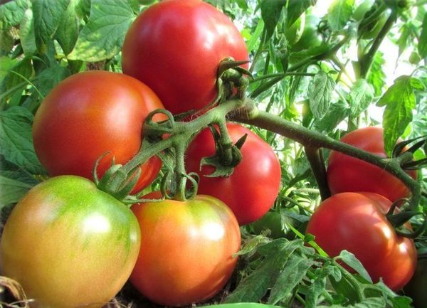  Liana Tomate