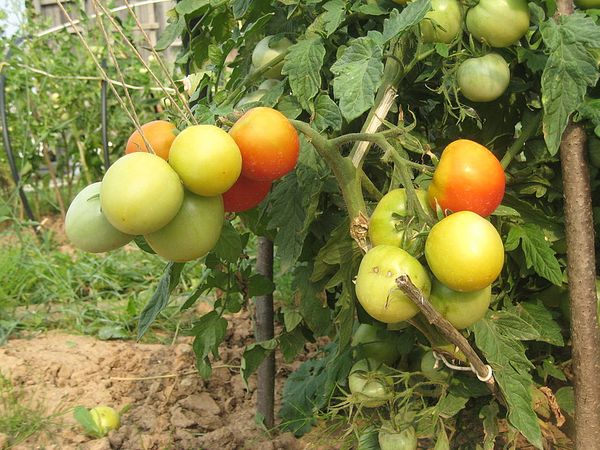  O mato de tomate de Lyana é curto, portanto é recomendável pousar em grandes territórios.