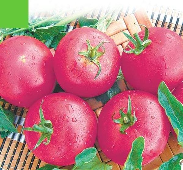 Tomate Liana rosa