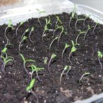  Sementes germinadas de tomate Lyana