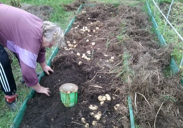  patate di paglia