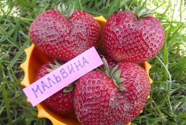  Strawberry Malvina