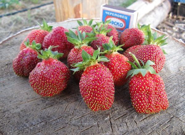  Strawberry Maryshka