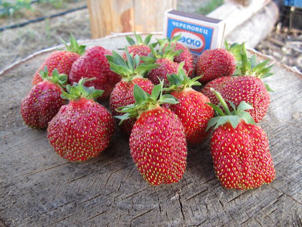  Strawberry Maryshka