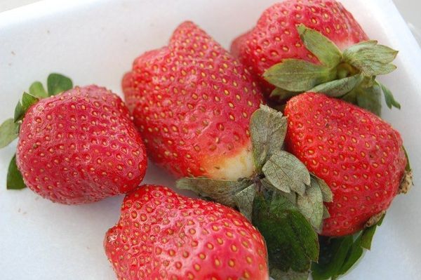  Berries Maryshki smell like forest strawberries