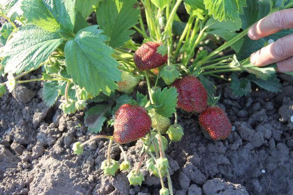  Berry berries do not fall on the soil when grown
