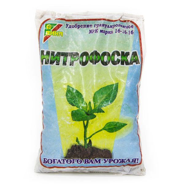  Strawberries are fed nitrophoska for the second year