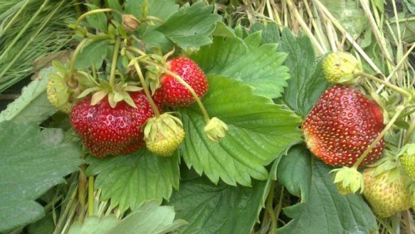  In the southern regions can be achieved re-fruiting strawberries varieties Masha