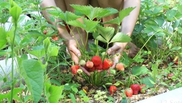  Gathering Strawberry Evie 2
