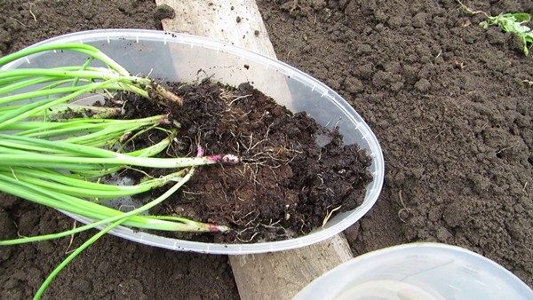  Onion seedling ready for planting