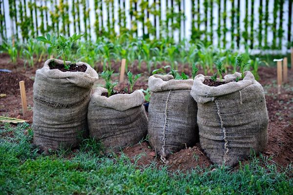  Cultivarea cartofilor în pungi