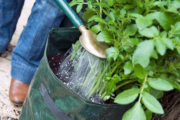  Pentru cultivarea cartofilor în saci, este nevoie de o mulțime de udare